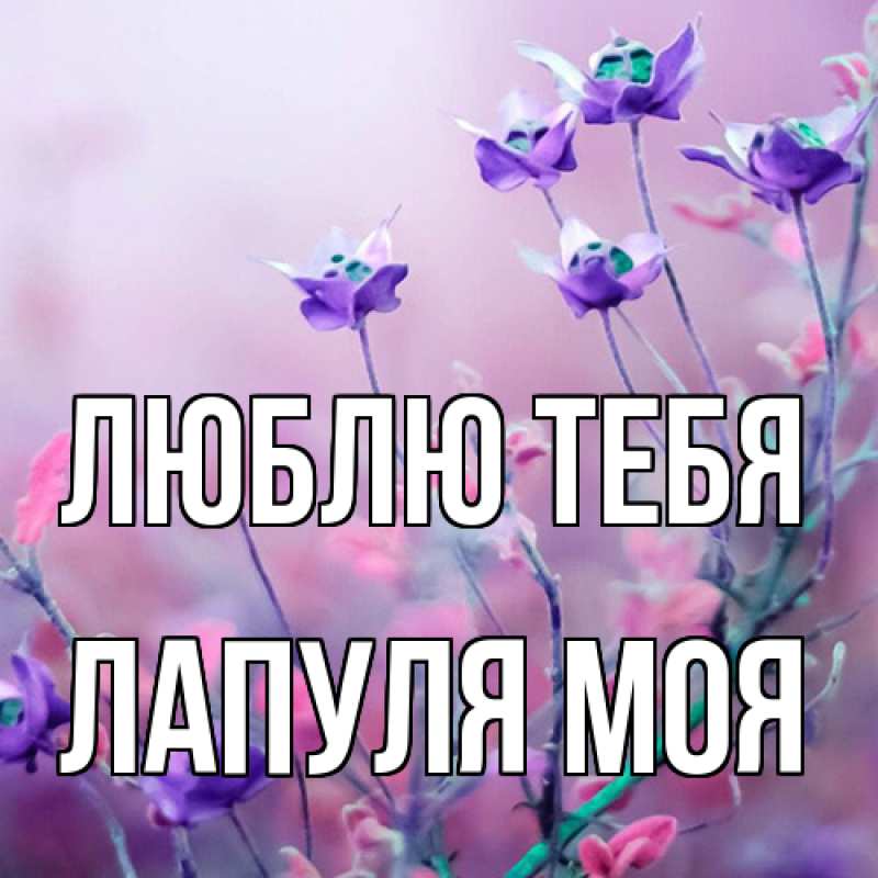 Картинка Люблю тебя, Лапуля моя