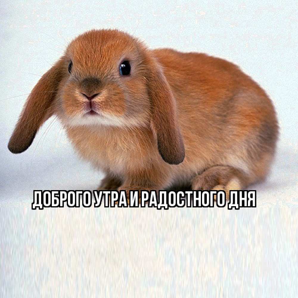 Открытка на каждый день с именем, Ия Не грусти все будет хорошо вислоухий рыжий кролик Прикольная открытка с пожеланием онлайн скачать бесплатно 