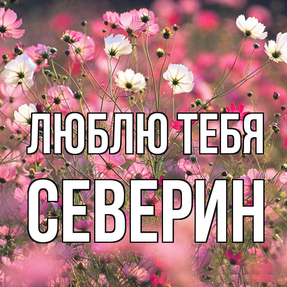 Открытка на каждый день с именем, Северин Люблю тебя красиво 1 Прикольная открытка с пожеланием онлайн скачать бесплатно 