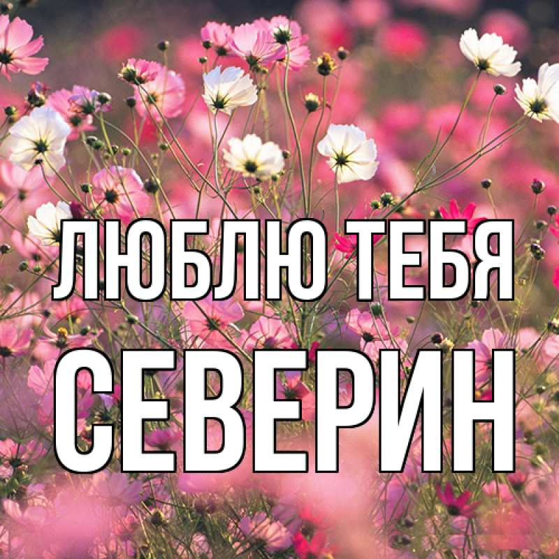 Картинка Люблю тебя, Северин