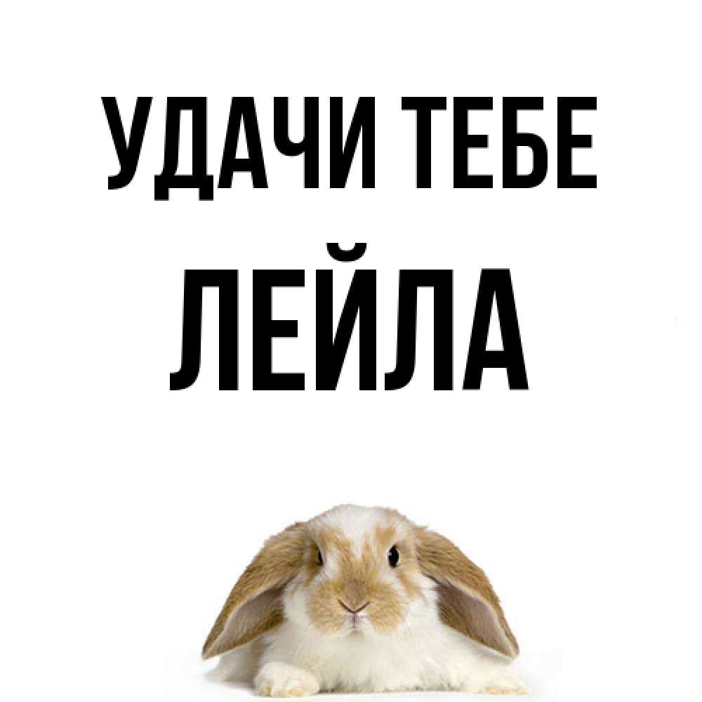 Открытка на каждый день с именем, Лейла Удачи тебе открытки с произвольным текстом который можно вставить в открытку и создать ее самостоятельно бесплатно онлайн Прикольная открытка с пожеланием онлайн скачать бесплатно 