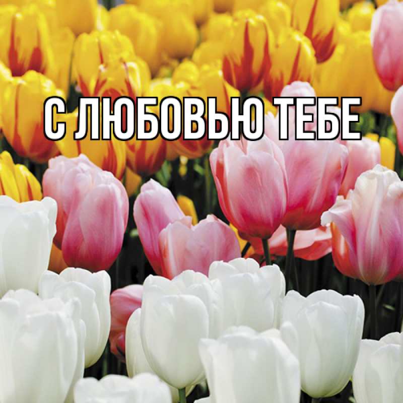 Картинка Люблю тебя, Жан