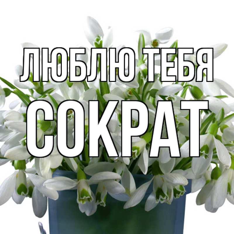 Картинка Люблю тебя, Сократ