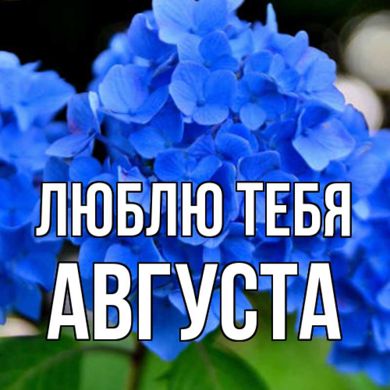 Картинка Люблю тебя, Августа