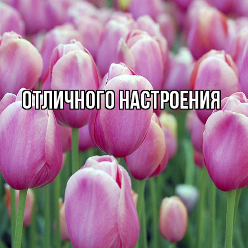 Картинка Люблю тебя, Габриэлла