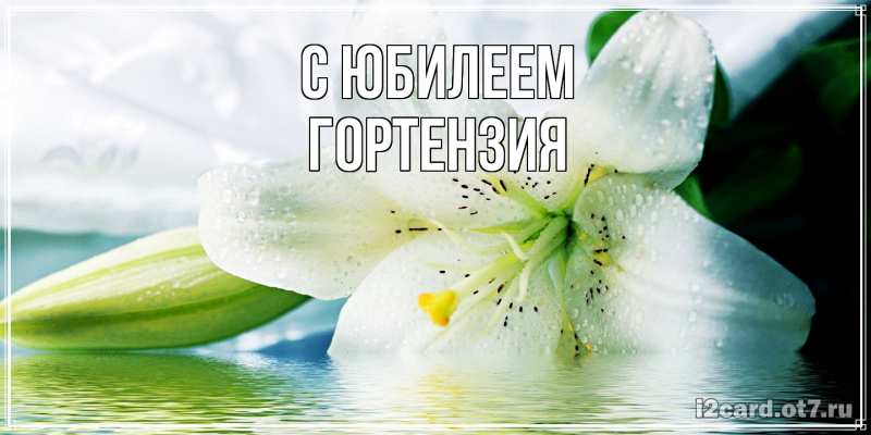 Картинка C юбилеем, Гортензия