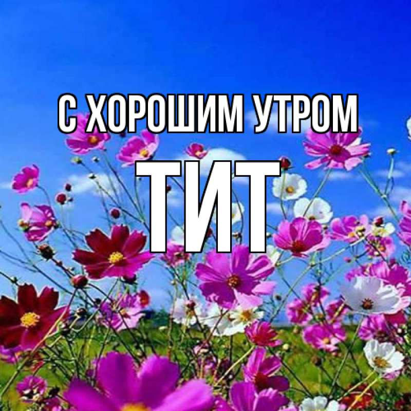 Картинка С хорошим утром, Тит