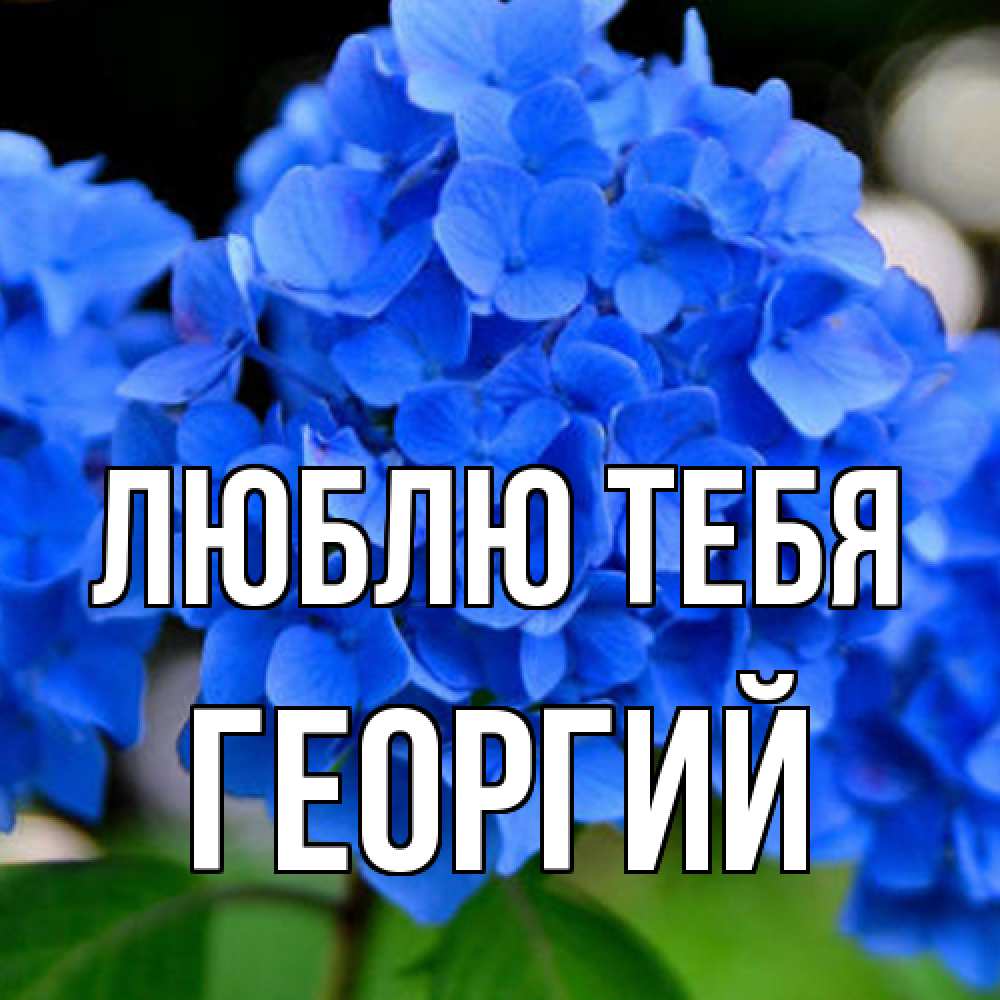 Открытка на каждый день с именем, Георгий Люблю тебя синие цветы Прикольная открытка с пожеланием онлайн скачать бесплатно 