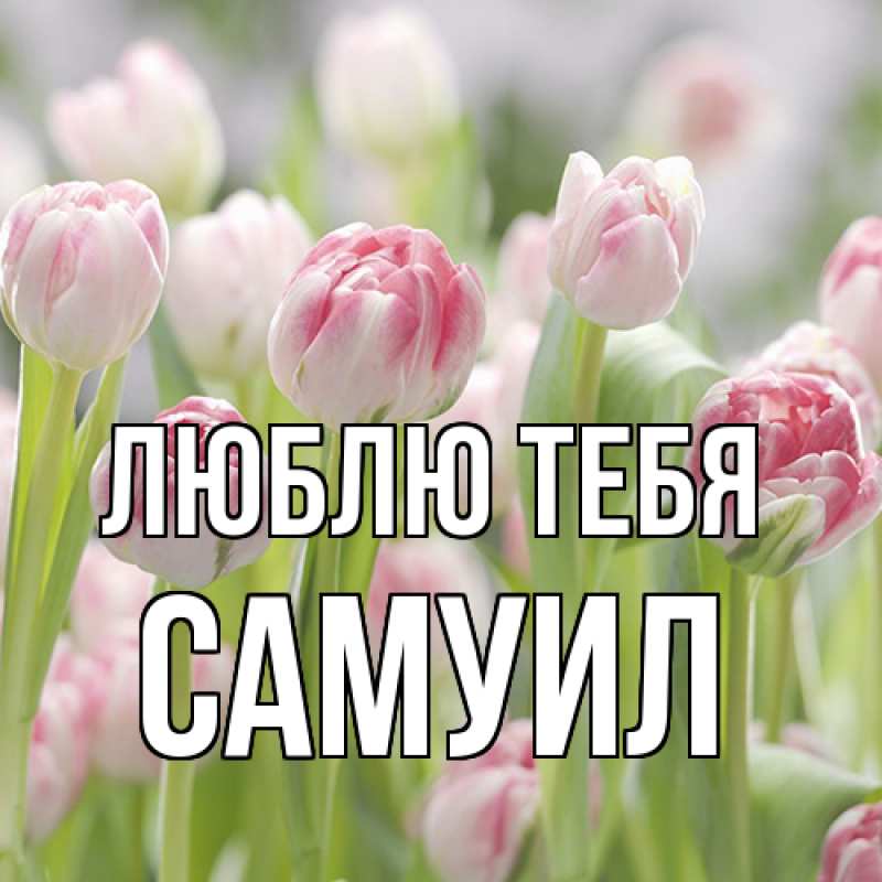 Картинка Люблю тебя, Самуил