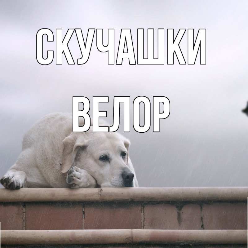Картинка Скучашки, Велор