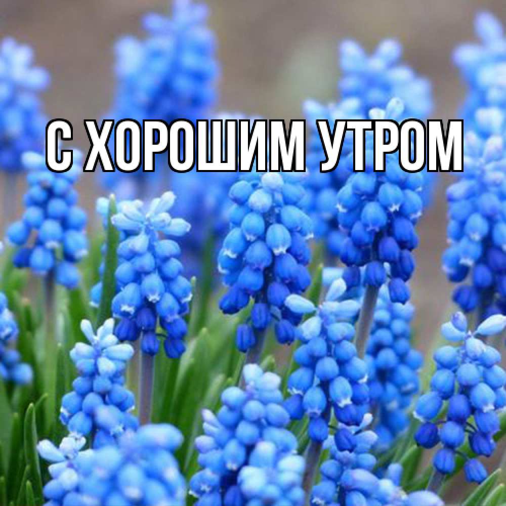 Открытка на каждый день с именем, Дима Люблю тебя Поздравительная открытка для женщин с цветами на праздничную дату Прикольная открытка с пожеланием онлайн скачать бесплатно 