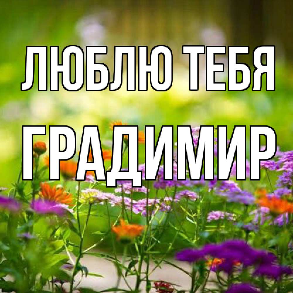 Открытка на каждый день с именем, Градимир Люблю тебя цветы Прикольная открытка с пожеланием онлайн скачать бесплатно 