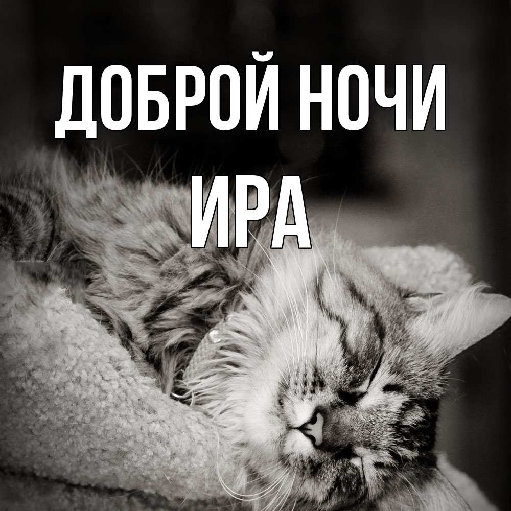 Открытка на каждый день с именем, Ира Доброй ночи котярик пушистый Прикольная открытка с пожеланием онлайн скачать бесплатно 
