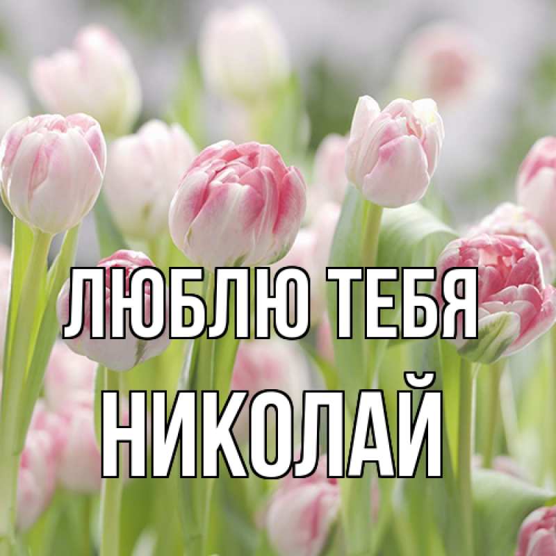 Картинка Люблю тебя, Николай
