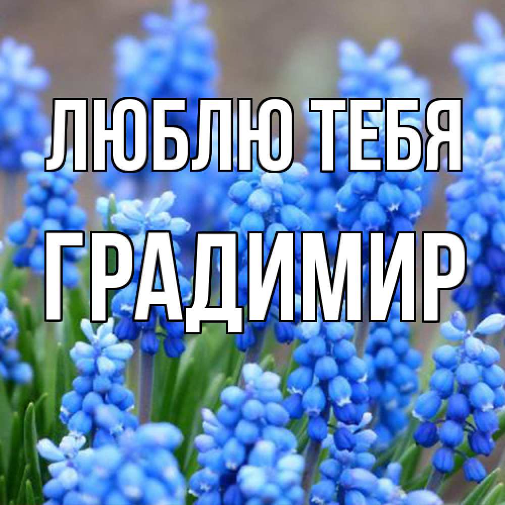 Открытка на каждый день с именем, Градимир Люблю тебя Поздравительная открытка для женщин с цветами на праздничную дату Прикольная открытка с пожеланием онлайн скачать бесплатно 