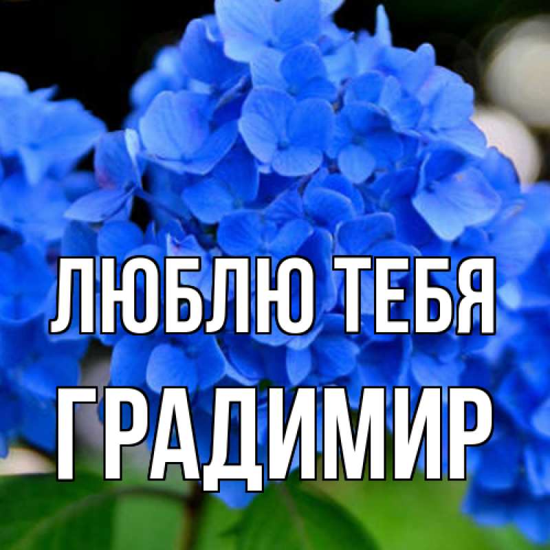Картинка Люблю тебя, Градимир
