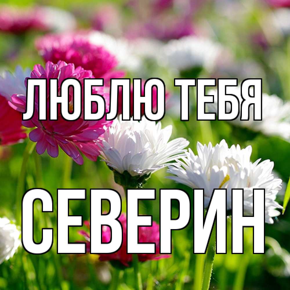 Открытка на каждый день с именем, Северин Люблю тебя международный женский день 1 Прикольная открытка с пожеланием онлайн скачать бесплатно 