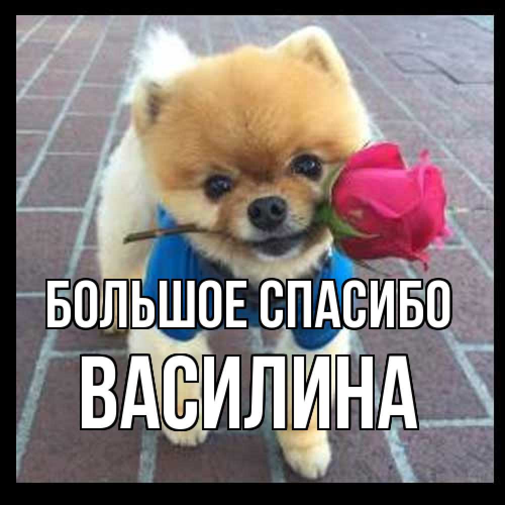 Открытка на каждый день с именем, Василина Большое спасибо спасибо и дарю тебе цветок Прикольная открытка с пожеланием онлайн скачать бесплатно 