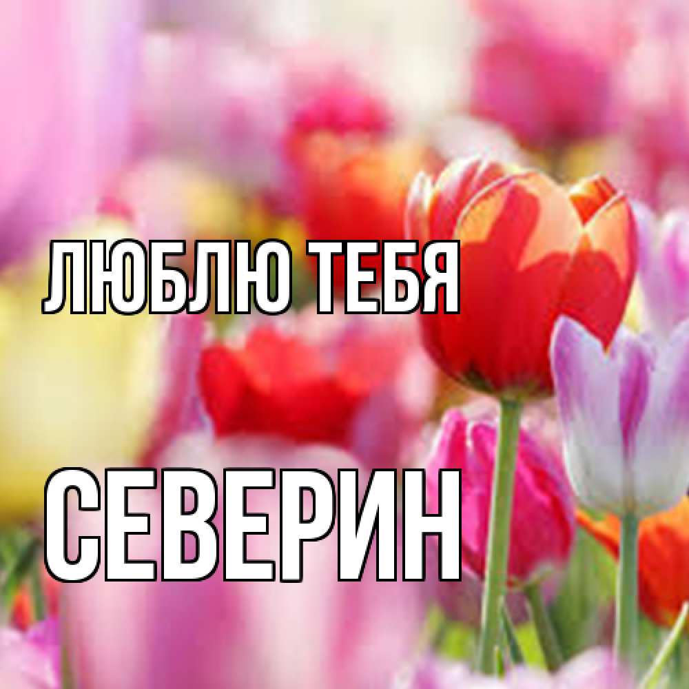 Открытка на каждый день с именем, Северин Люблю тебя на международный женский день 2 Прикольная открытка с пожеланием онлайн скачать бесплатно 