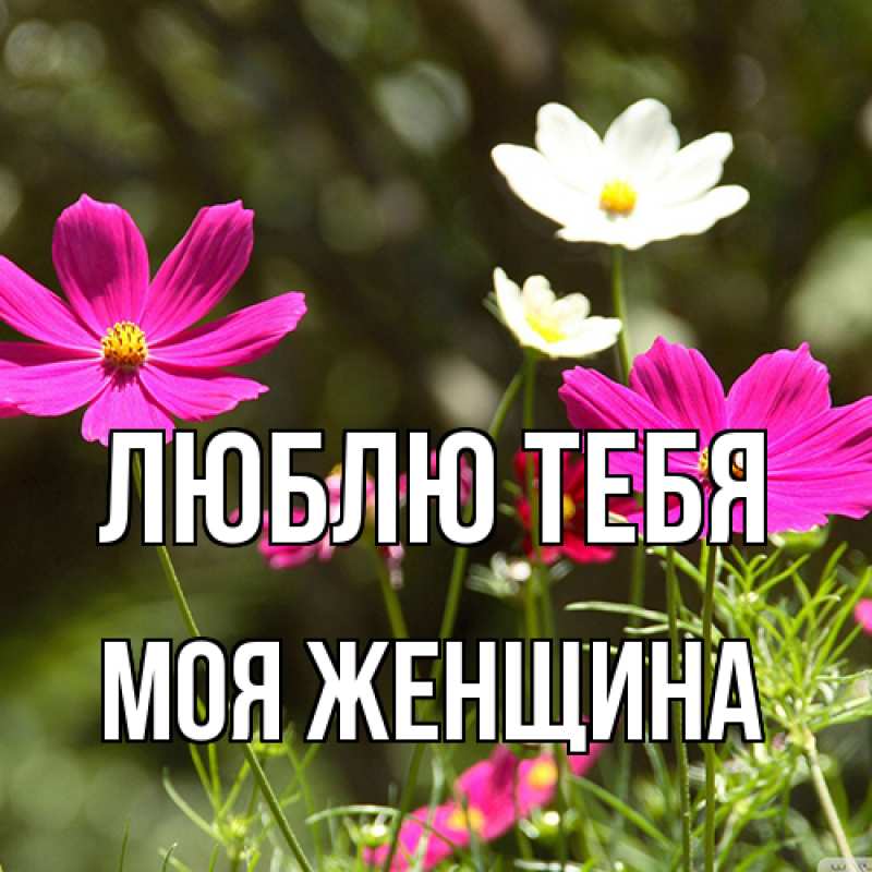 Картинка Люблю тебя, Моя женщина