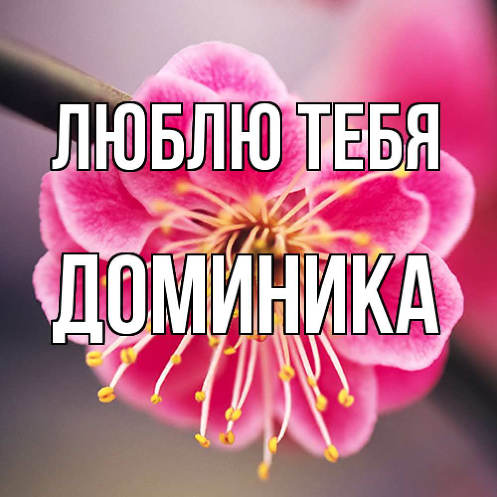 Открытка на каждый день с именем, Доминика Люблю тебя цветы Прикольная открытка с пожеланием онлайн скачать бесплатно 