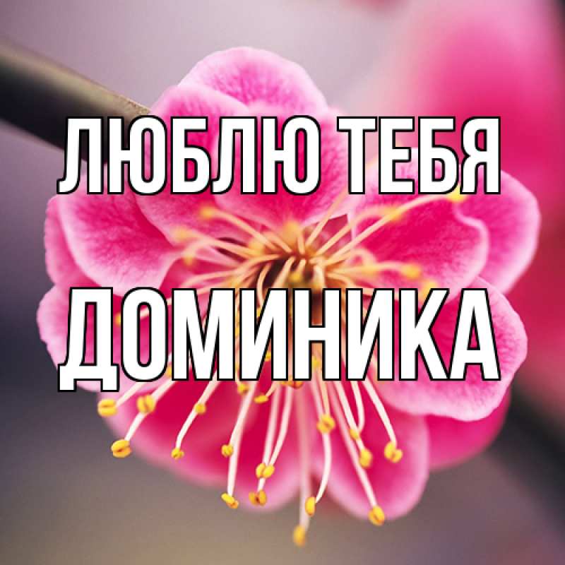 Картинка Люблю тебя, Доминика