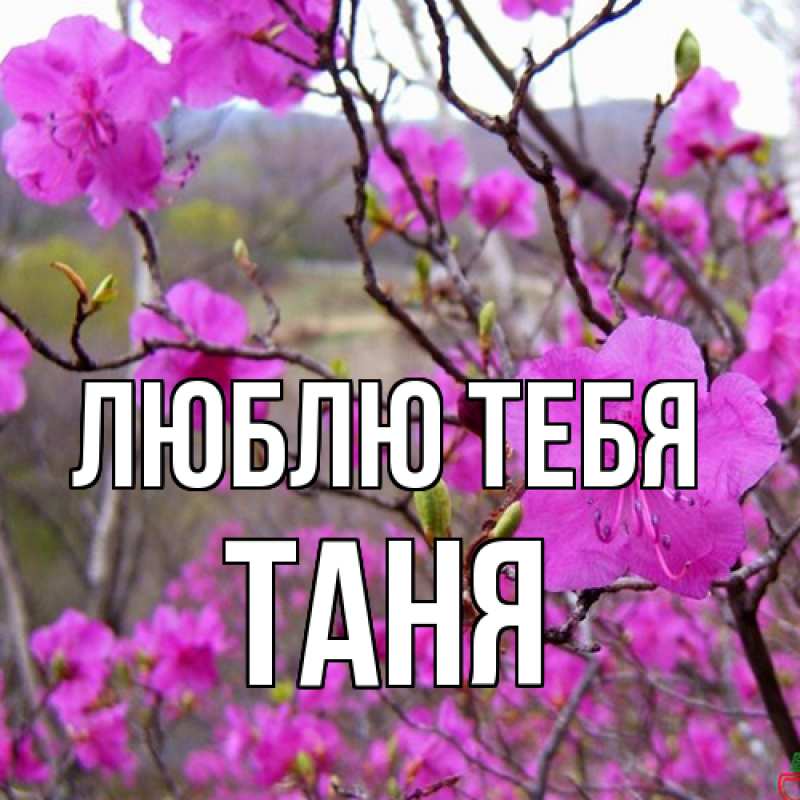 Картинка Люблю тебя, Таня