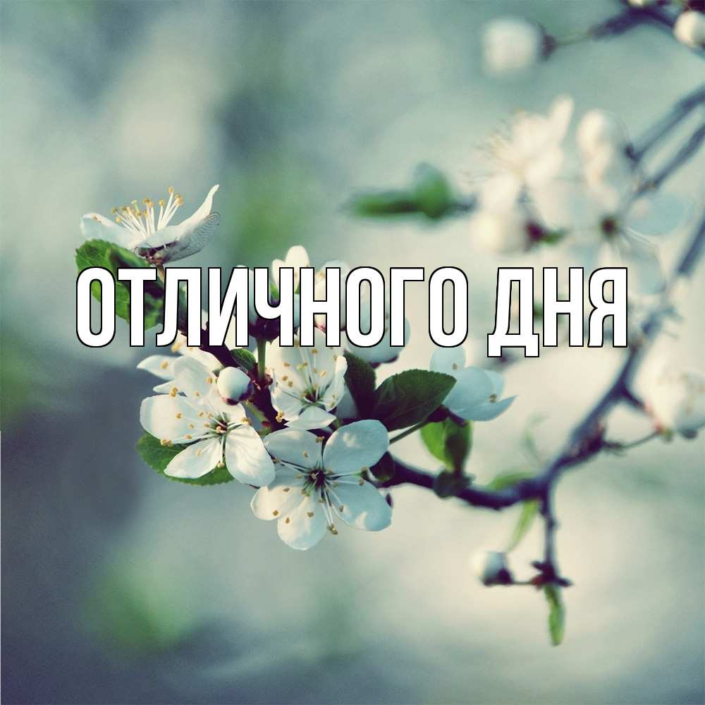 Открытка на каждый день с именем, Аида Скучашки весна Прикольная открытка с пожеланием онлайн скачать бесплатно 