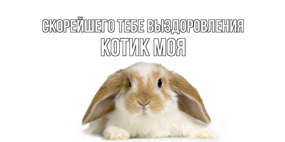 Открытка на каждый день с именем, Котик-моя Скорейшего тебе выздоровления вислоухий кролик белого и коричневого цвета Прикольная открытка с пожеланием онлайн скачать бесплатно 