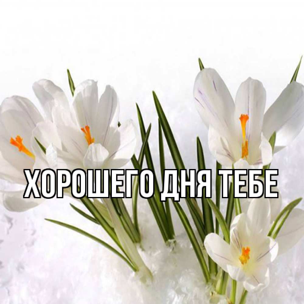 Открытка на каждый день с именем, Феруза Люблю тебя под снегом Прикольная открытка с пожеланием онлайн скачать бесплатно 