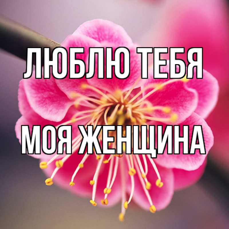Картинка Люблю тебя, Моя женщина