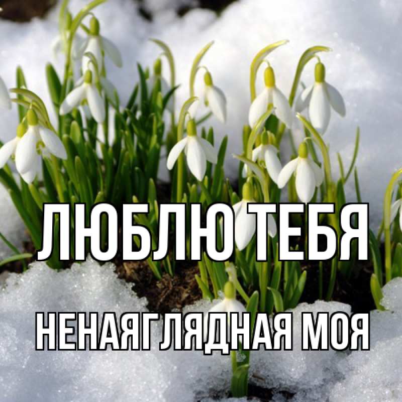 Картинка Люблю тебя, Ненаяглядная моя