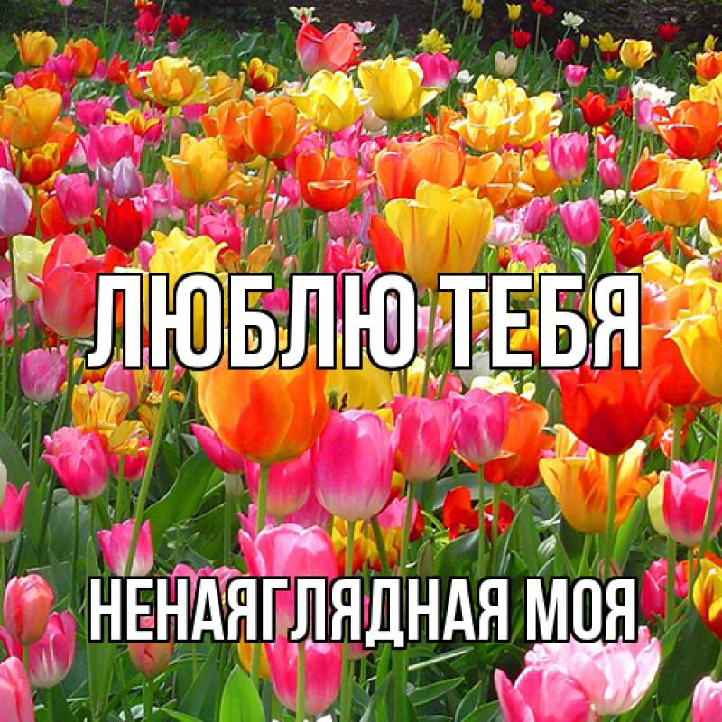 Картинка Люблю тебя, Ненаяглядная моя