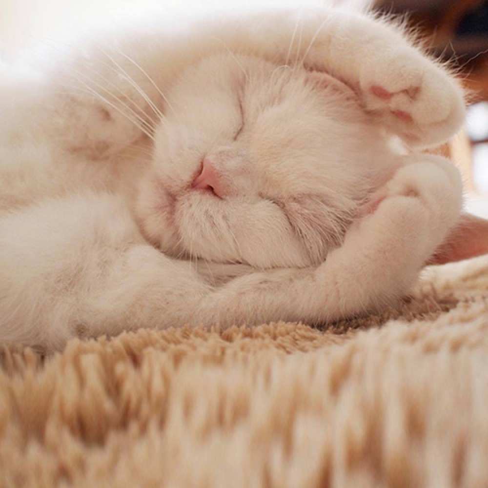 Открытка на каждый день с именем, Рома Не грусти все будет хорошо Котенок спит Прикольная открытка с пожеланием онлайн скачать бесплатно 