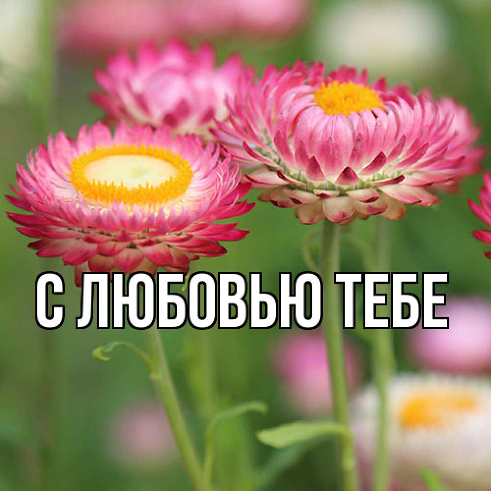 Открытка на каждый день с именем, Жан Люблю тебя подарок на международный женский день Прикольная открытка с пожеланием онлайн скачать бесплатно 