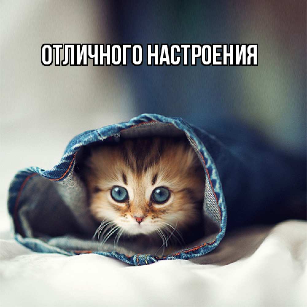 Открытка на каждый день с именем, Киска-моя Я жду тебя мне без тебя плохо Прикольная открытка с пожеланием онлайн скачать бесплатно 