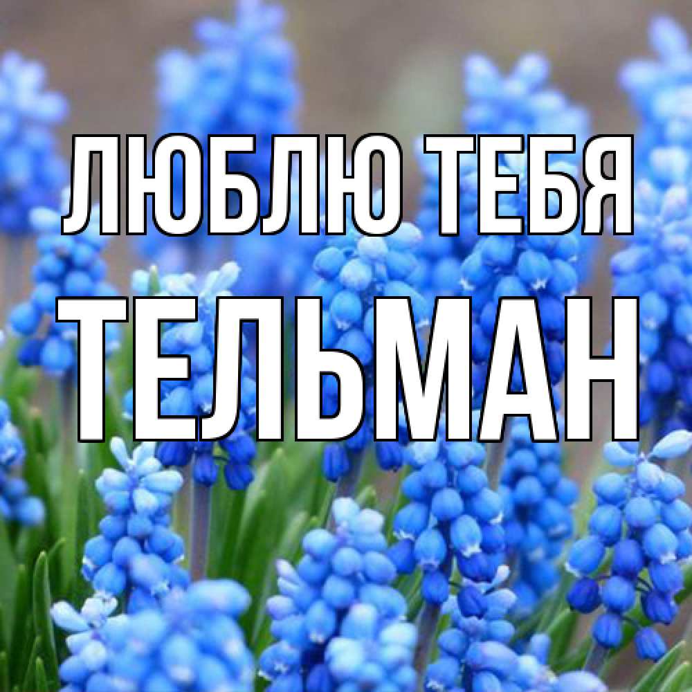 Открытка на каждый день с именем, Тельман Люблю тебя Поздравительная открытка для женщин с цветами на праздничную дату Прикольная открытка с пожеланием онлайн скачать бесплатно 