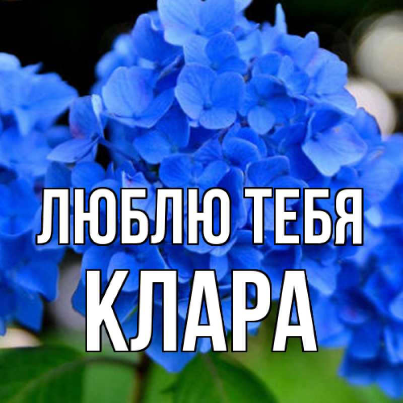 Картинка Люблю тебя, Клара