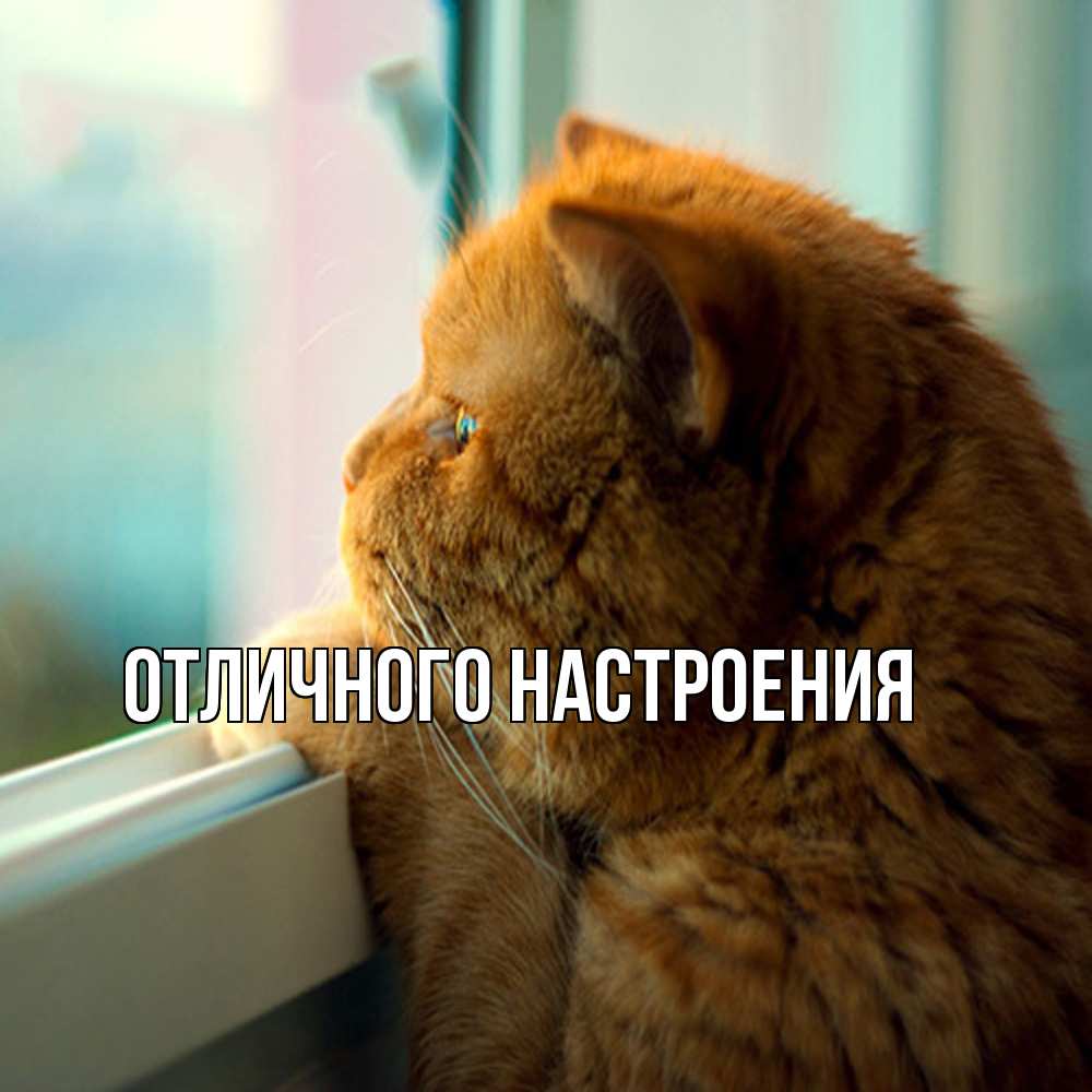 Открытка на каждый день с именем, Кисуля-моя Обнимашки большой огромный рыжий котяра Прикольная открытка с пожеланием онлайн скачать бесплатно 