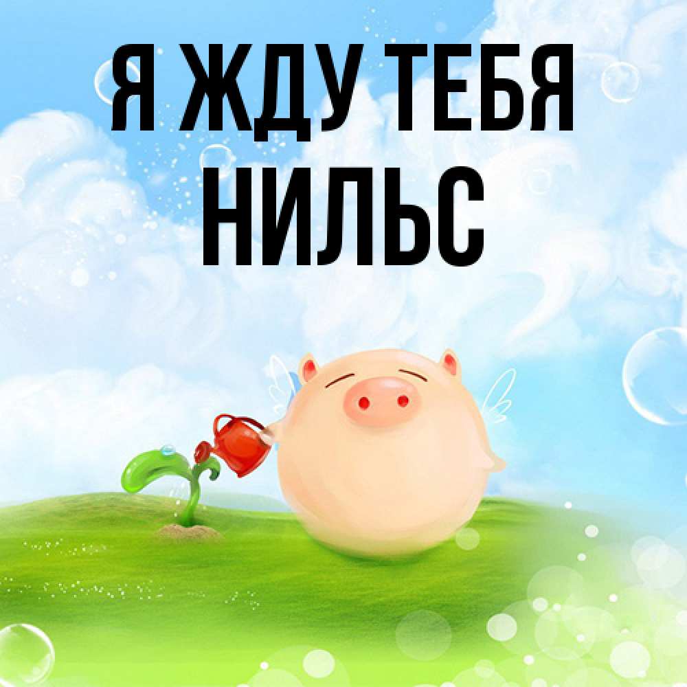 Открытка на каждый день с именем, Нильс Я жду тебя позитивная свинюшка Прикольная открытка с пожеланием онлайн скачать бесплатно 