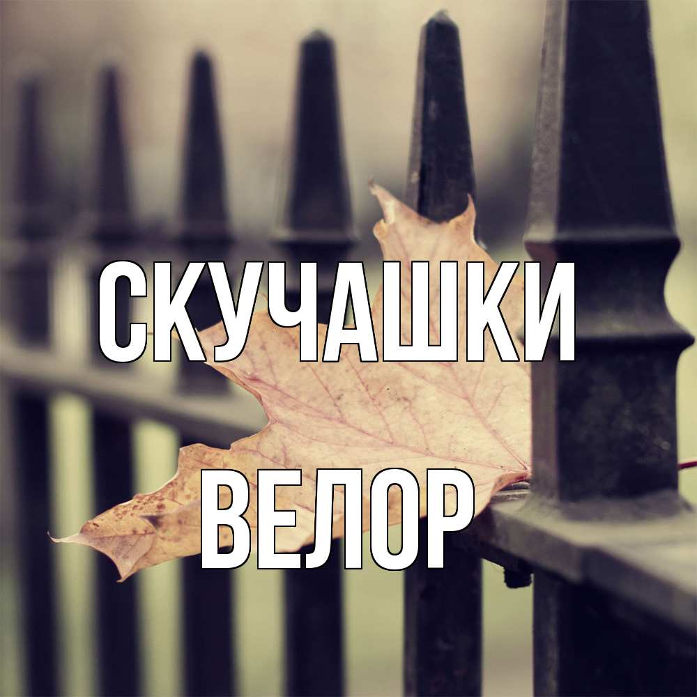 Открытка на каждый день с именем, Велор Скучашки очень скучно Прикольная открытка с пожеланием онлайн скачать бесплатно 