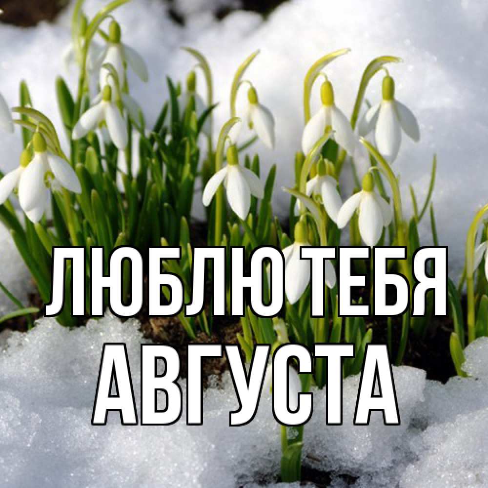 Открытка на каждый день с именем, Августа Люблю тебя цветы весенние Прикольная открытка с пожеланием онлайн скачать бесплатно 