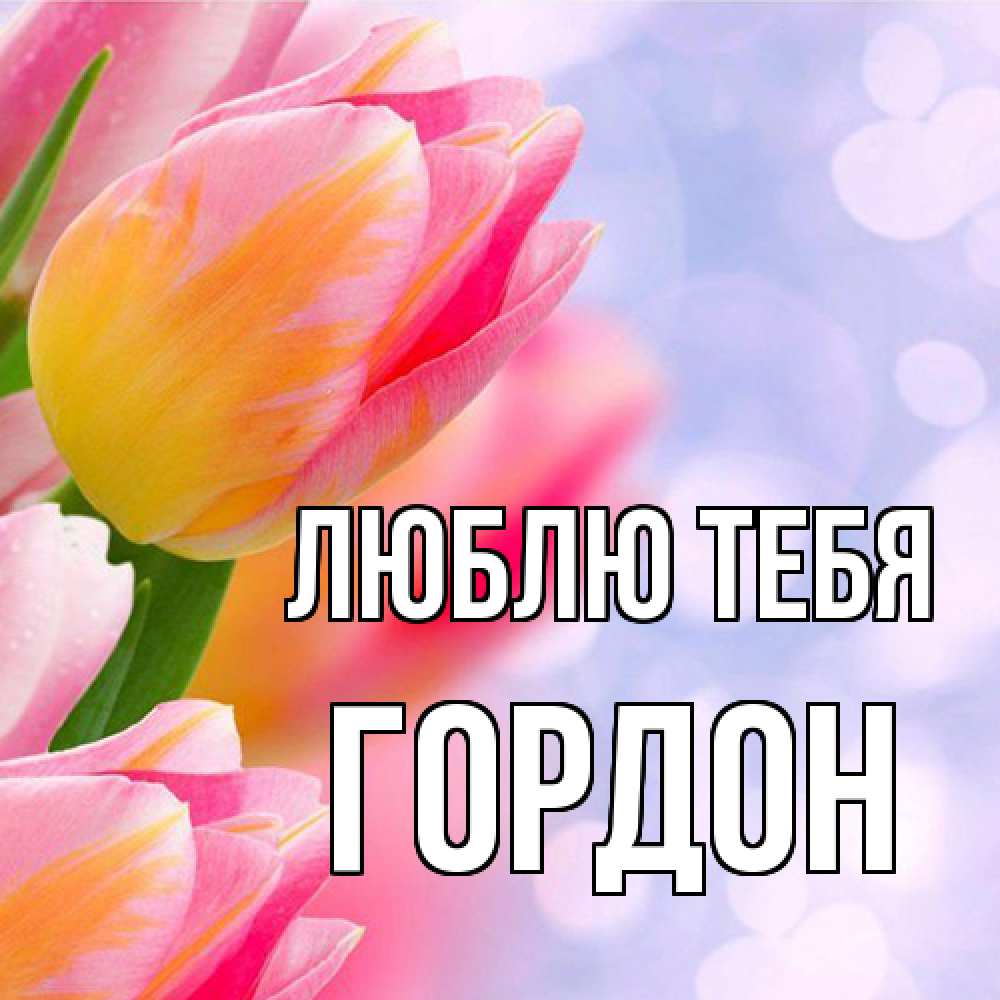 Открытка на каждый день с именем, Гордон Люблю тебя тюльпаны 2 Прикольная открытка с пожеланием онлайн скачать бесплатно 