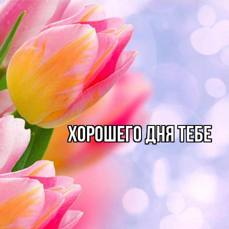 Картинка Люблю тебя, Гордон