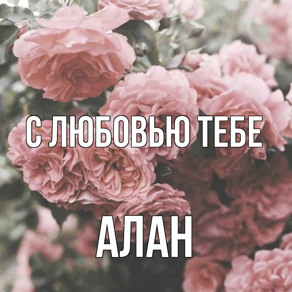 Открытка на каждый день с именем, Алан С любовью тебе розы 3 Прикольная открытка с пожеланием онлайн скачать бесплатно 