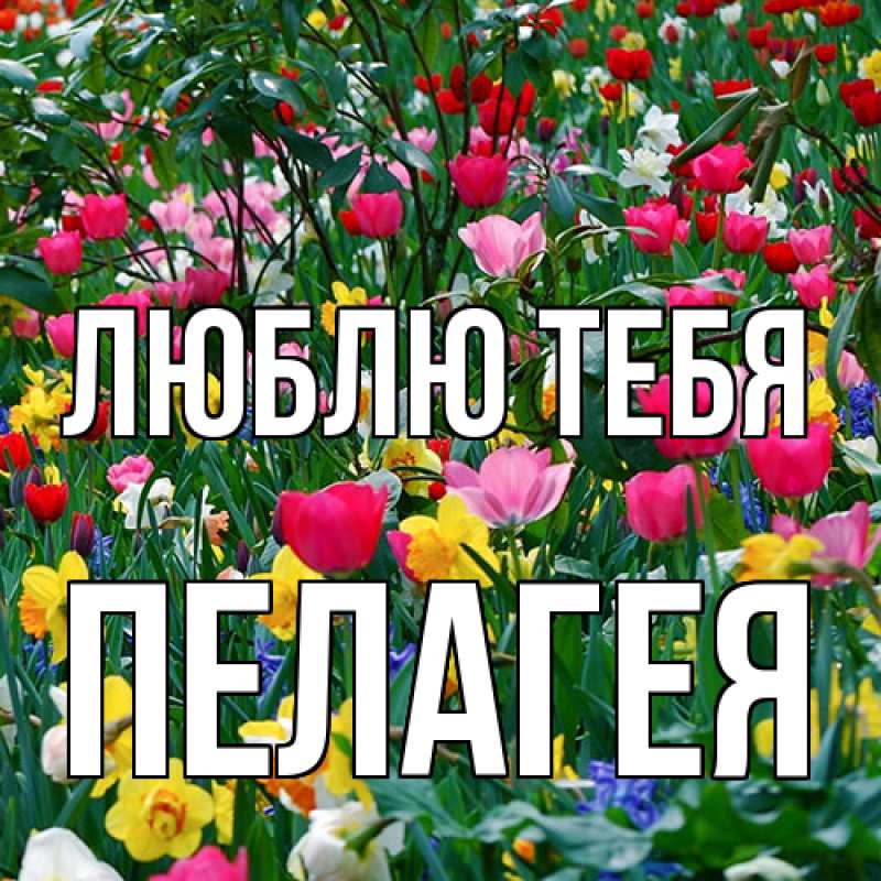 Картинка Люблю тебя, Пелагея