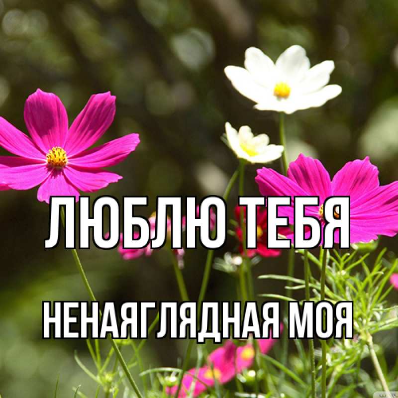 Картинка Люблю тебя, Ненаяглядная моя