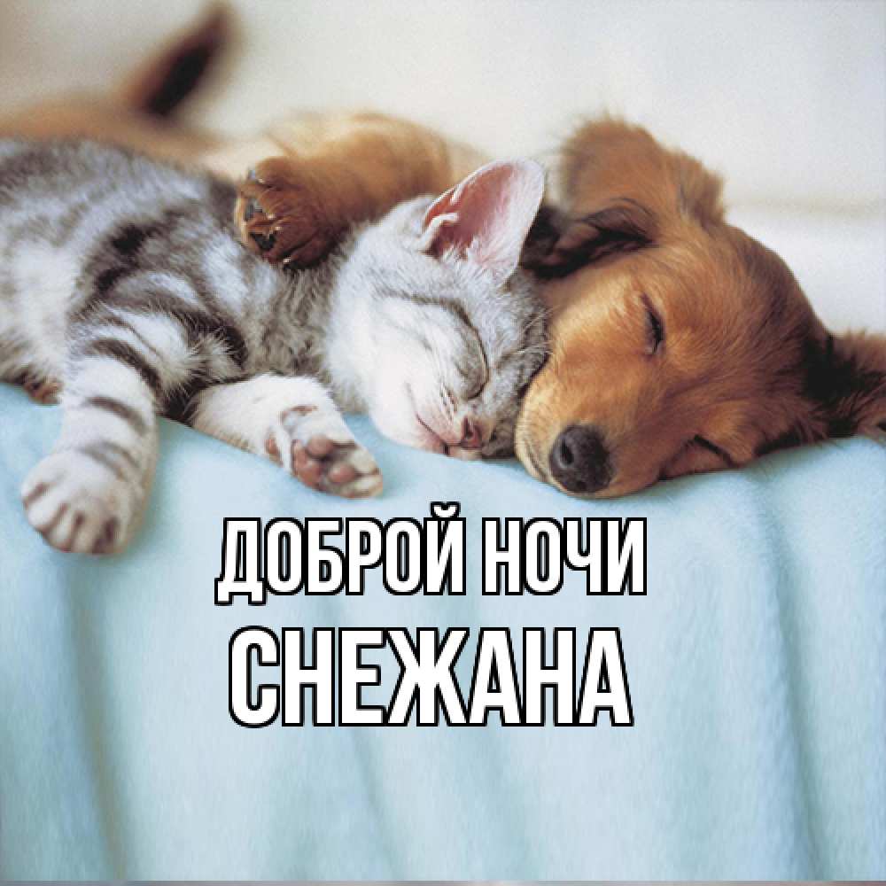 Открытка на каждый день с именем, Снежана Доброй ночи с животными Прикольная открытка с пожеланием онлайн скачать бесплатно 