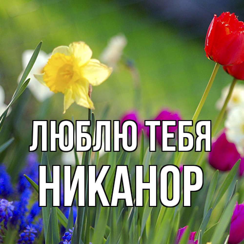 Открытка на каждый день с именем, Никанор Люблю тебя международный женский день 3 Прикольная открытка с пожеланием онлайн скачать бесплатно 