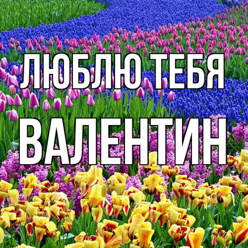 Картинка Люблю тебя, Валентин